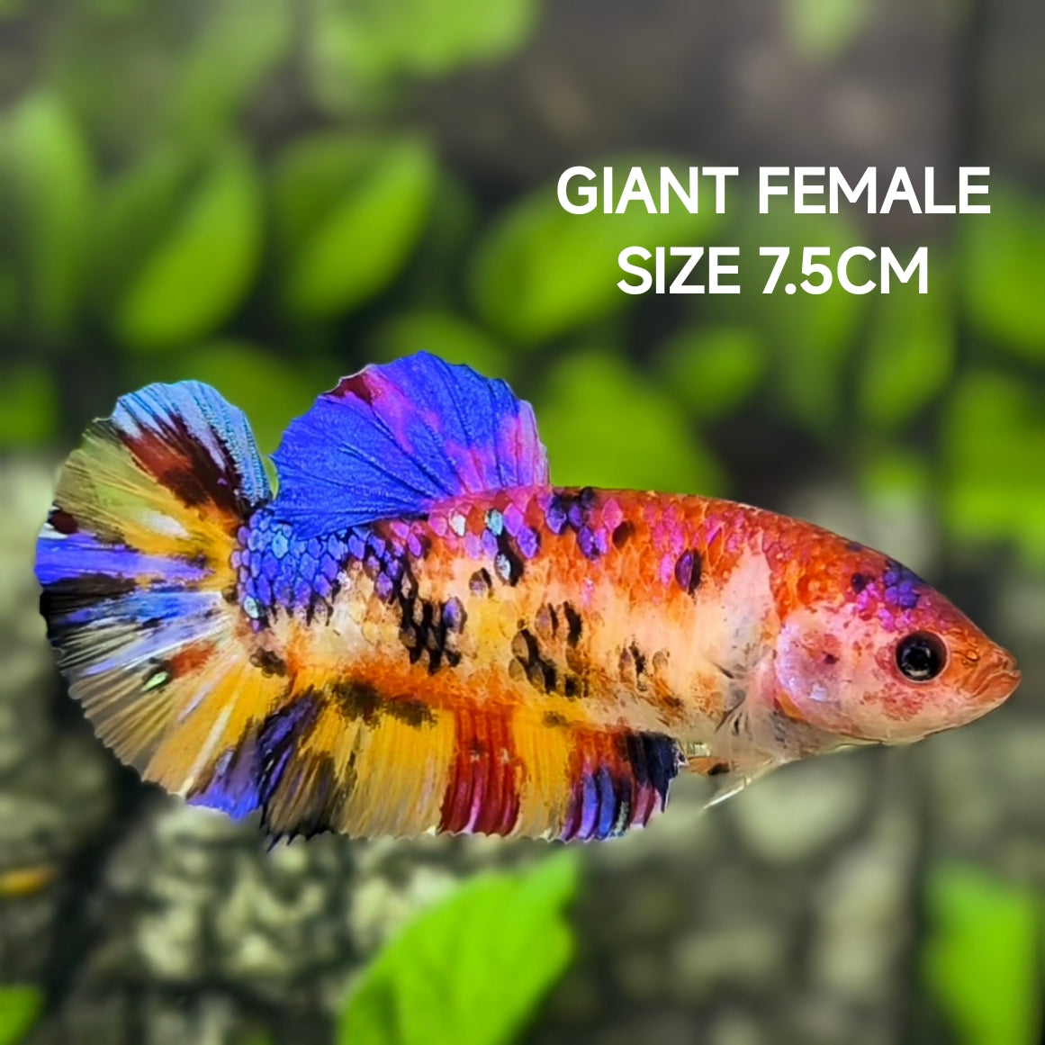 Multicolor Galaxy JUMBO GIANT HMPK Betta Fish Female