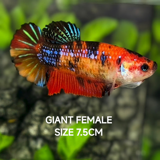 Multicolor Koi Metalic JUMBO GIANT HMPK Betta Fish Female