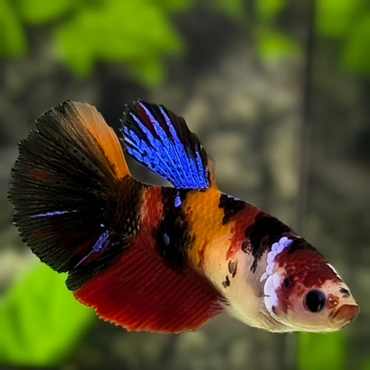 Multicolor Orange Koi Tiger Halfmoon Betta Fish Female For Sorority / Breed
