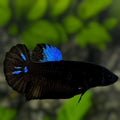 Blue Black Light HMPK Betta Fish Female For Sorority / Breed