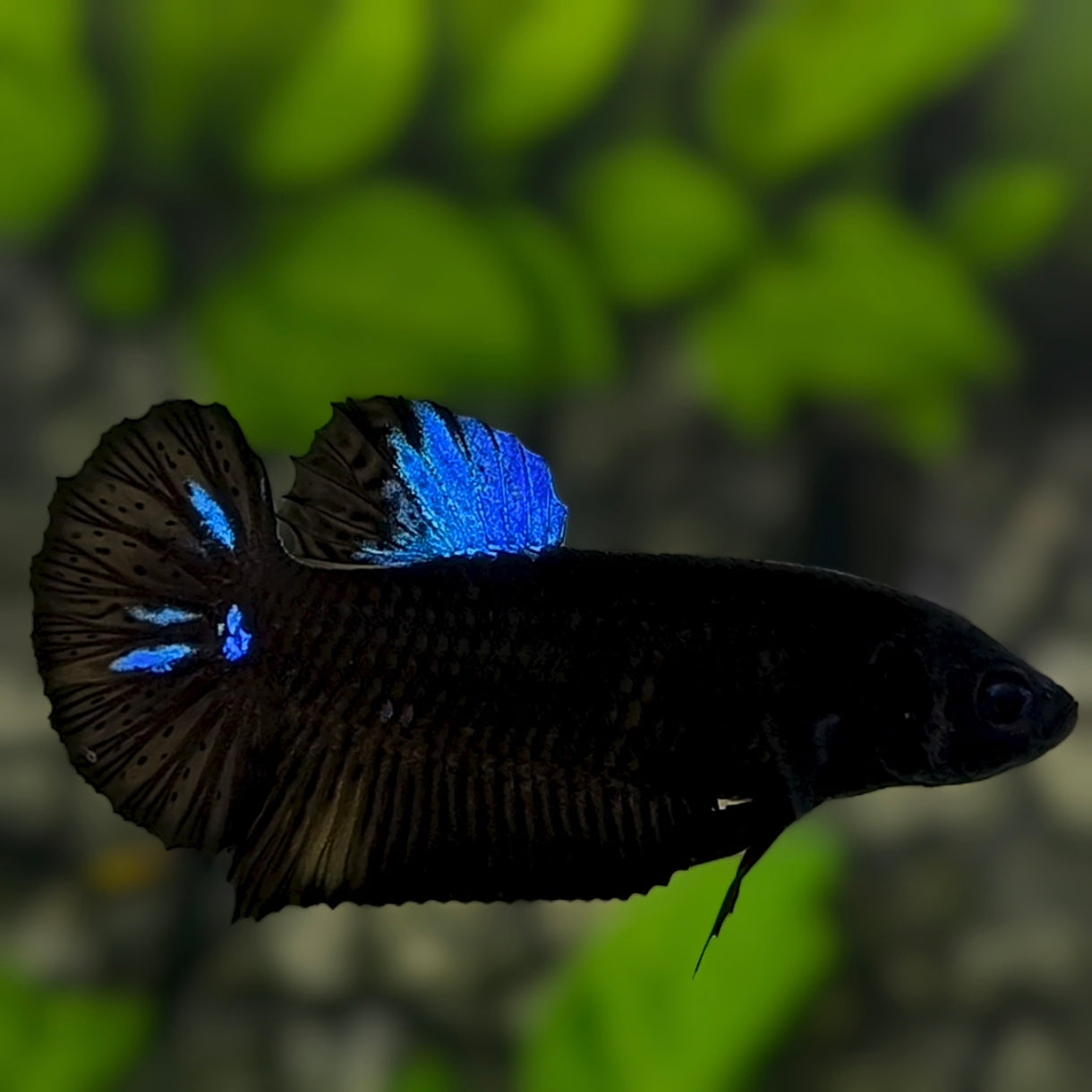 Blue Black Light HMPK Betta Fish Female For Sorority / Breed