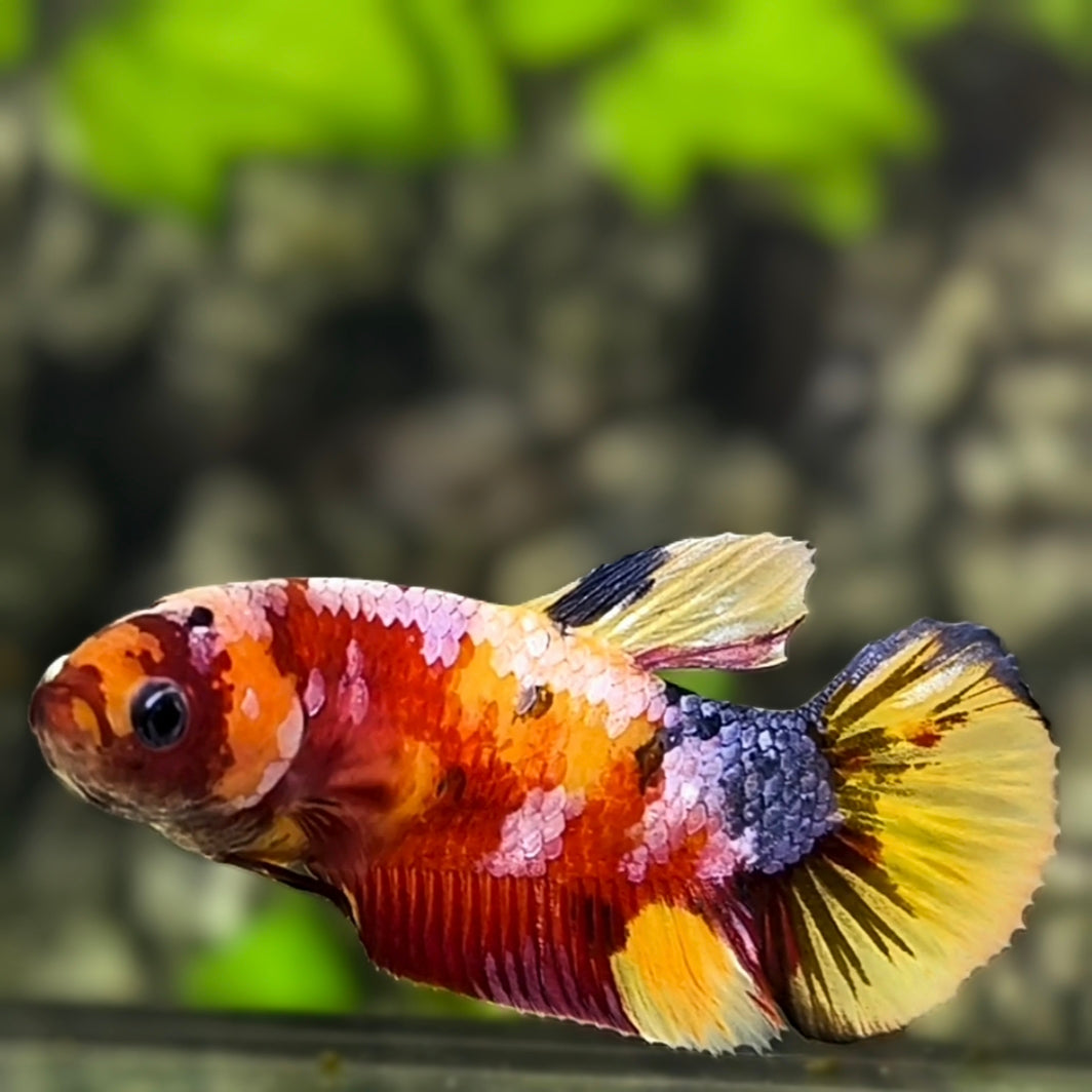 Multicolor Candy Galaxy HMPK Betta Fish Female For Sorority / Breed