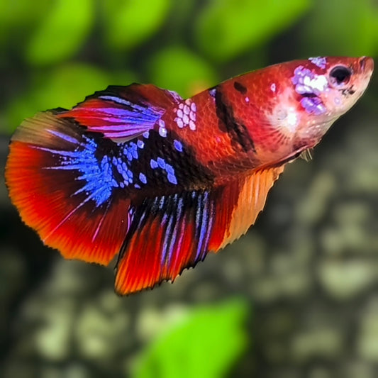 Multicolor Red Koi Tiger Galaxy Halfmoon Betta Fish Female For Sorority / Breed