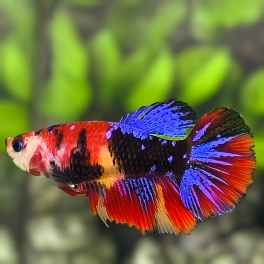 Multicolor Black Koi Galaxy Halfmoon Betta Fish Female For Sorority / Breed