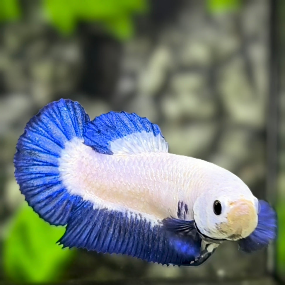 Blue Rim HMPK Betta Fish Female For Sorority / Breed