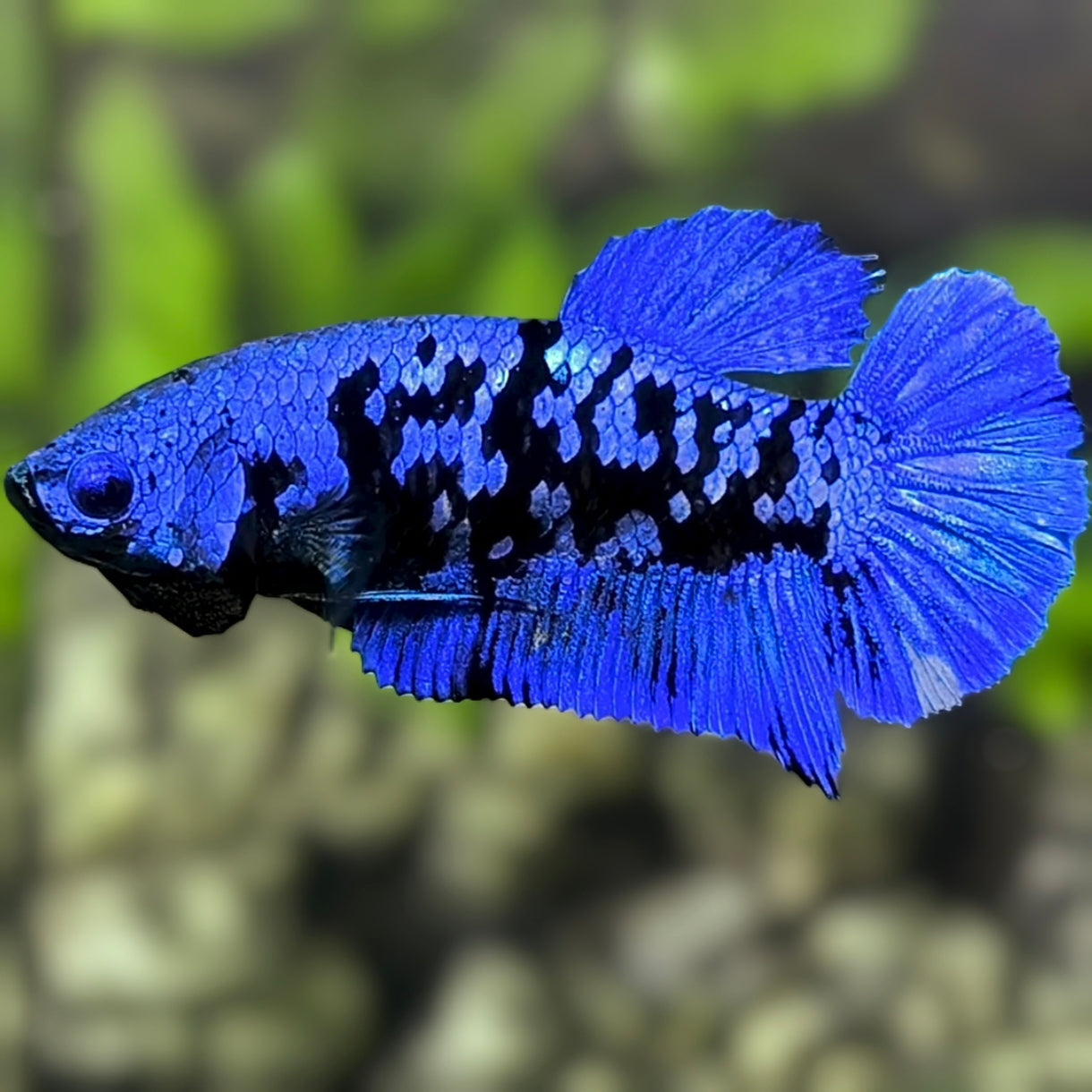 Avatar Blackstar Blue HMPK Betta Fish Female For Sorority / Breed