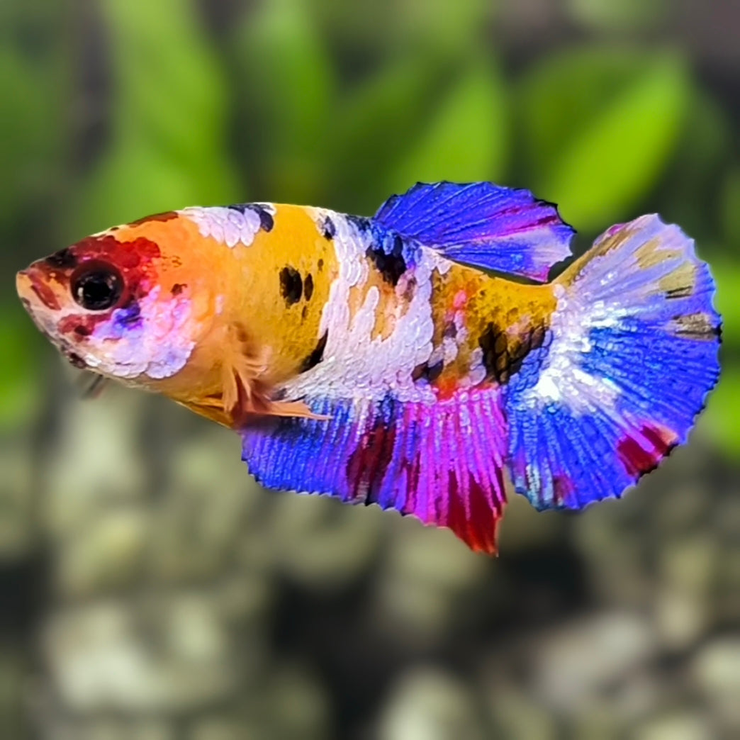 Multicolor Yellowbase Candy HMPK Betta Fish Female For Sorority / Breed
