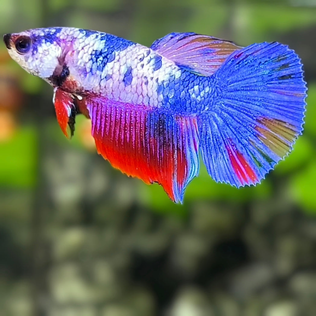 Multicolor Halfmoon Betta Fish Female For Sorority / Breed