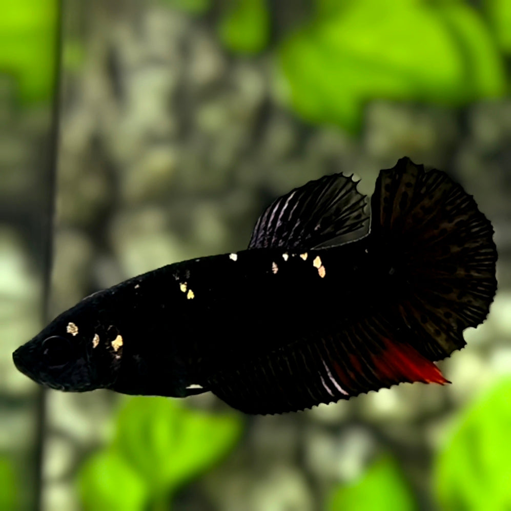 Avatar Blackstar HMPK Betta Fish Female For Sorority / Breed