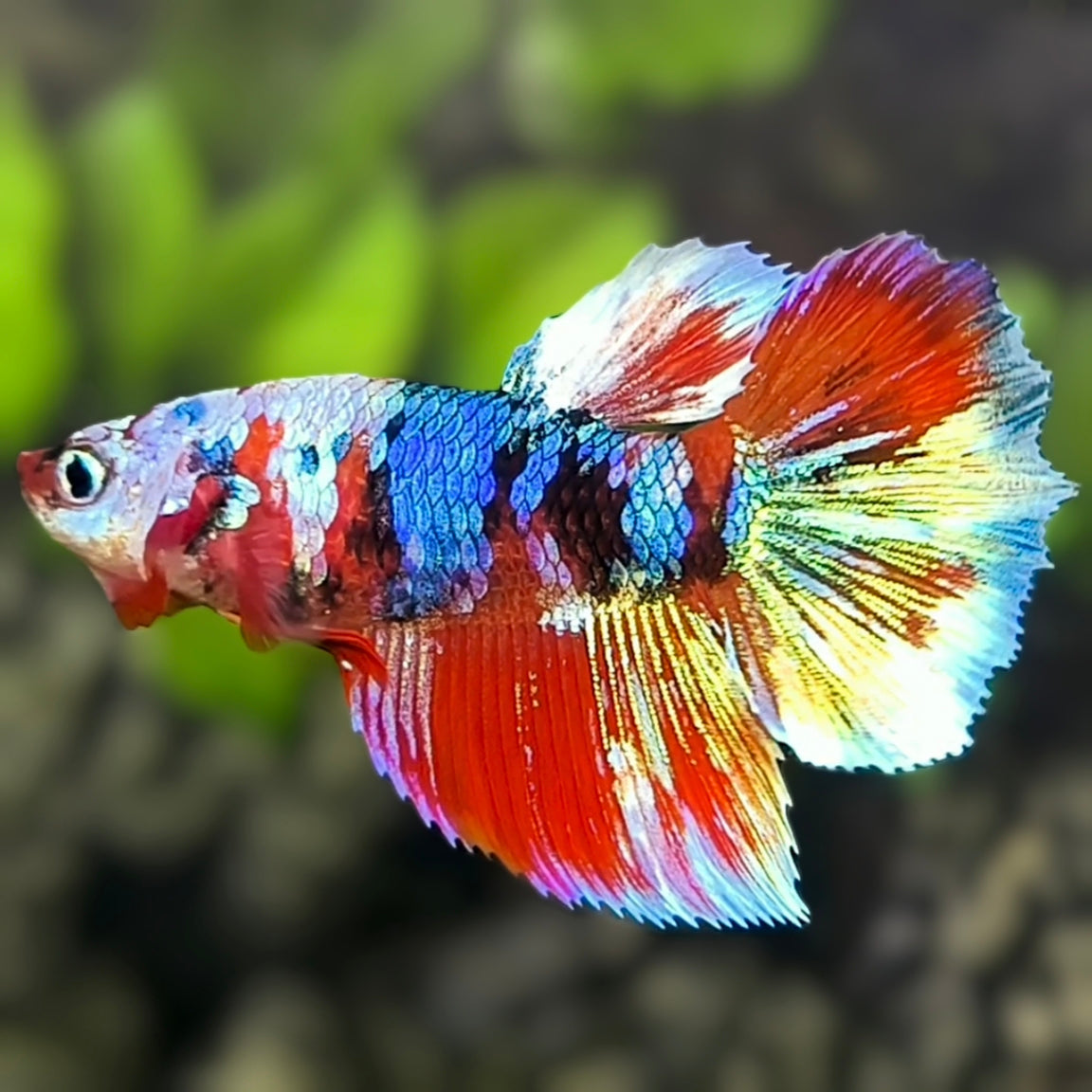 Multicolor Galaxy Barongsai Halfmoon Betta Fish Female For Sorority / Breed
