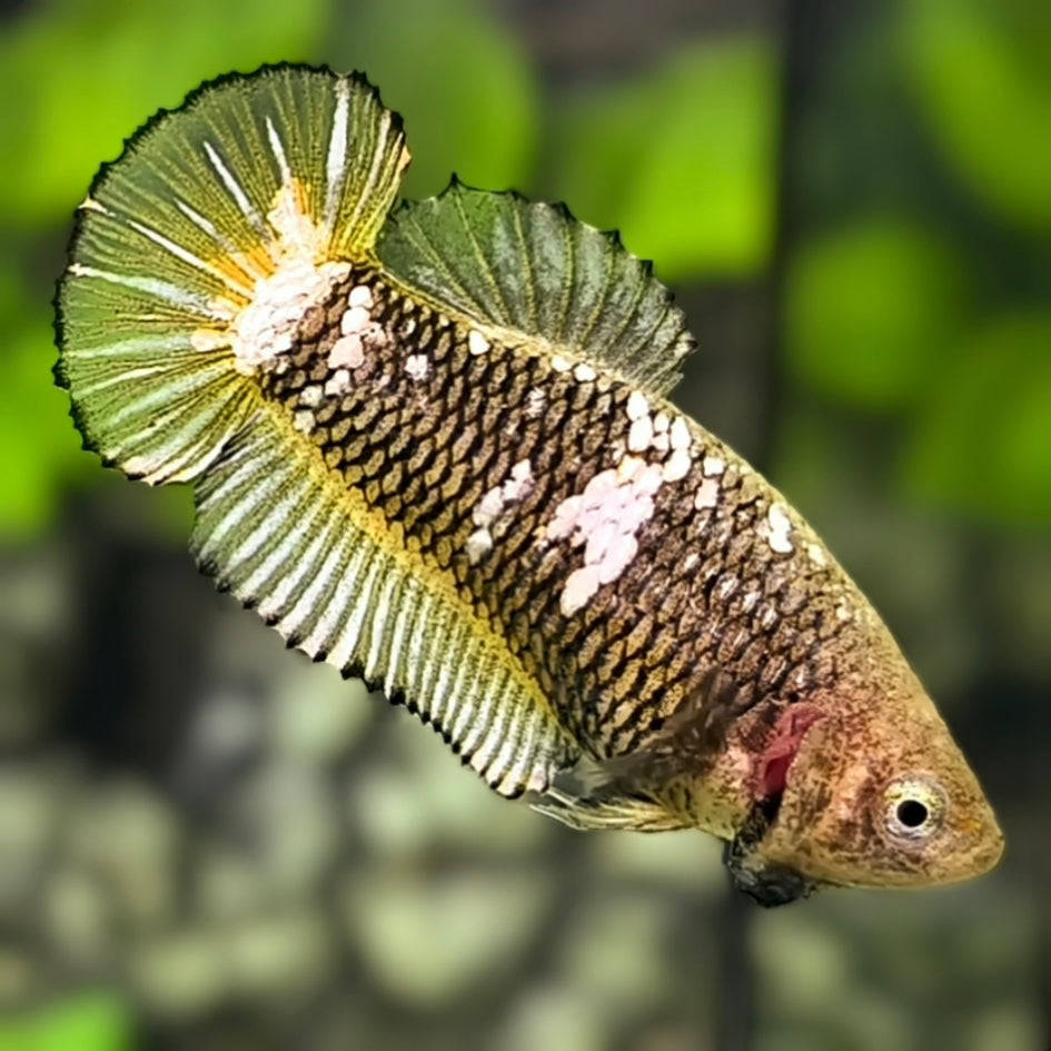 Yellow Pineapple Mamba HMPK Betta Fish Female For Sorority / Breed