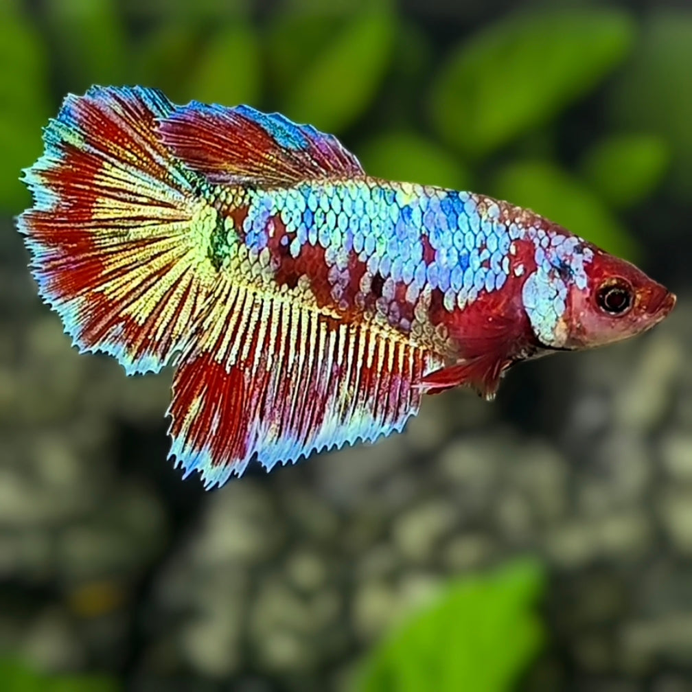 Red Barongsai Halfmoon Betta Fish Female For Sorority / Breed