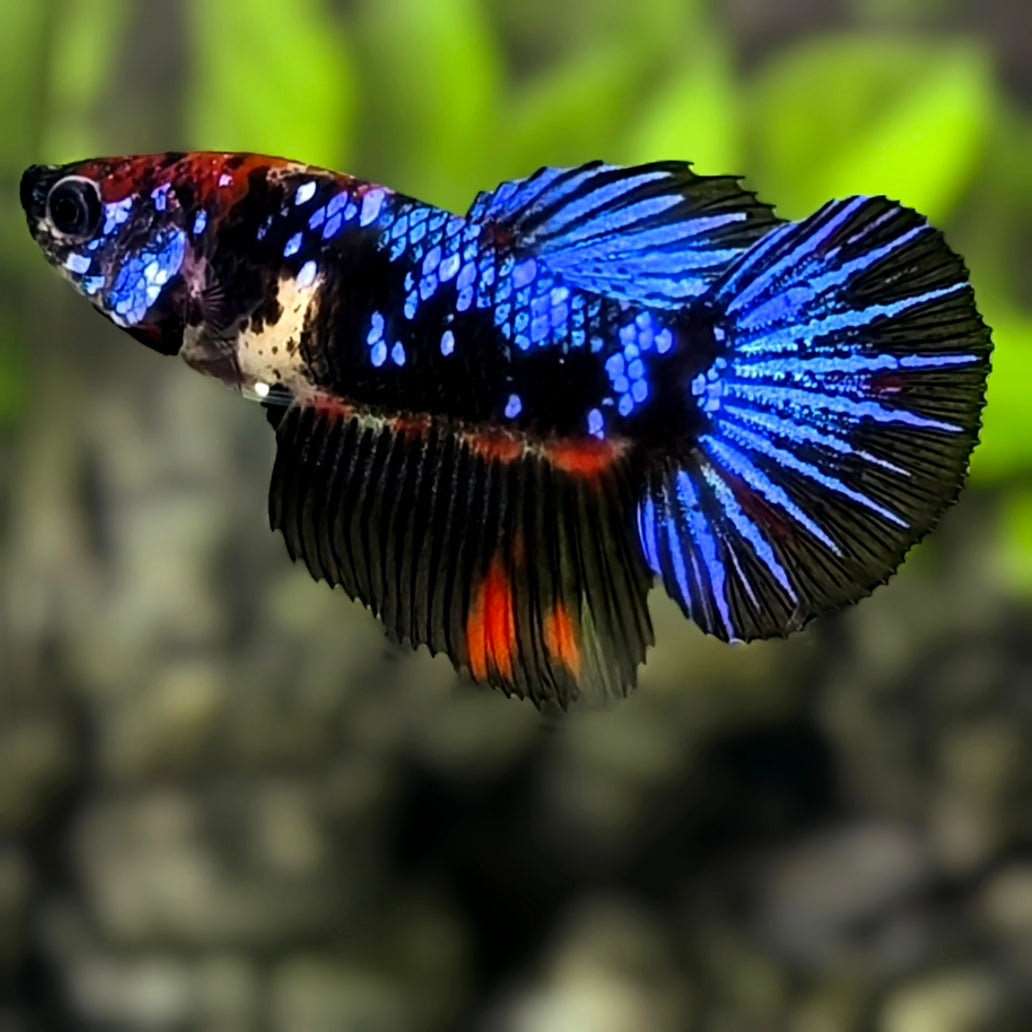 Avatar Blackstar Blue Halfmoon Betta Fish Female For Sorority / Breed