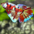 Red Barongsai Halfmoon Betta Fish Female For Sorority / Breed