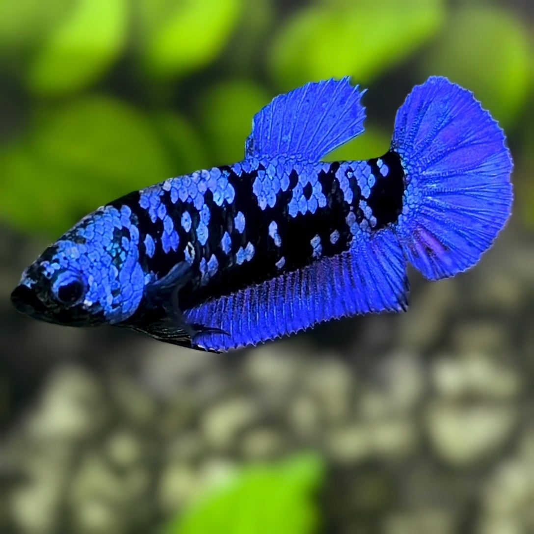 Avatar Blackstar Blue HMPK Betta Fish Female For Sorority / Breed