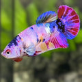 Multicolor Candy HMPK Betta Fish Female For Sorority / Breed