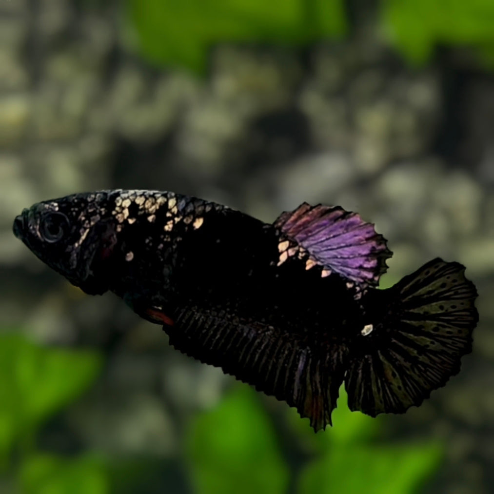 Avatar Black Panther HMPK Betta Fish Female For Sorority / Breed