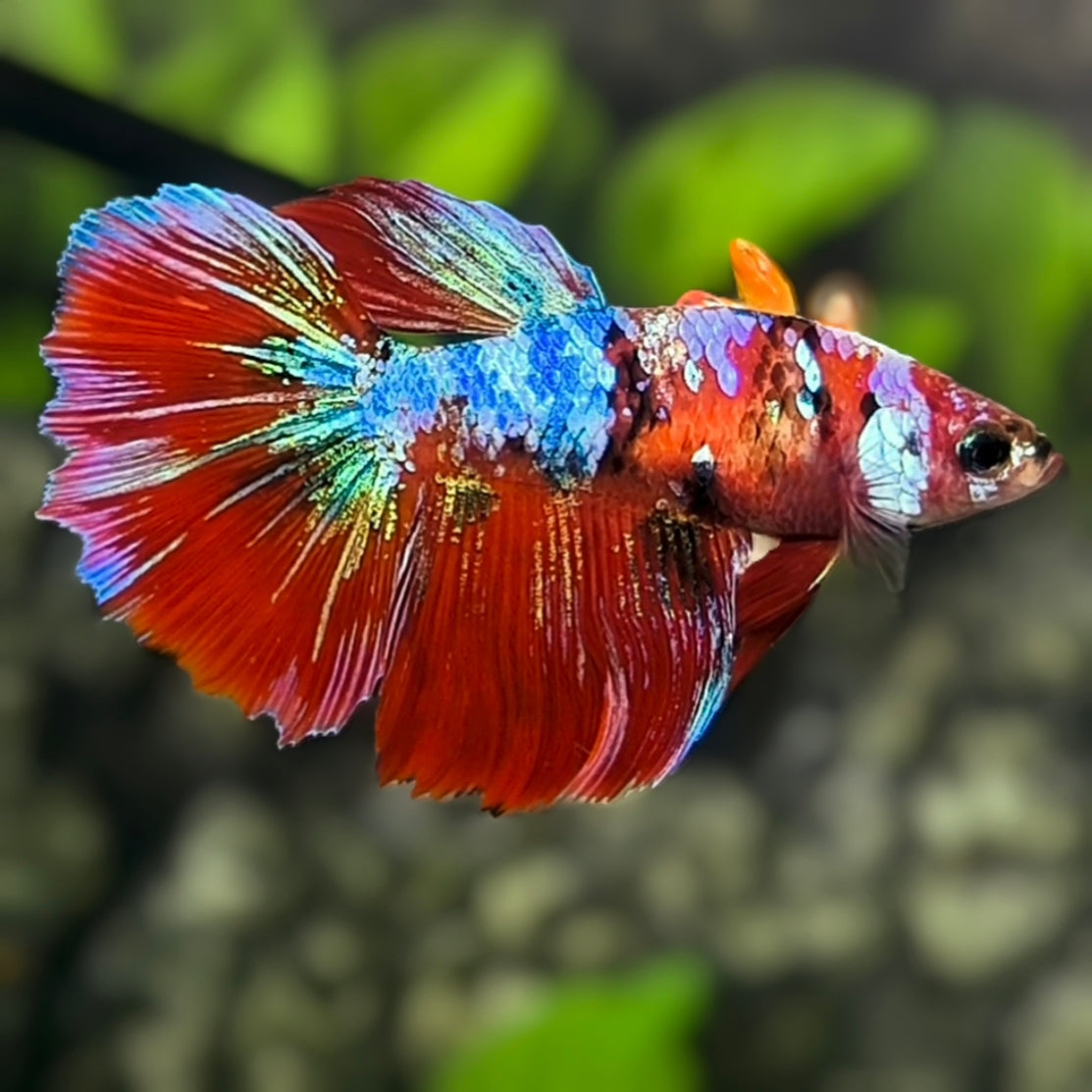 Multicolor Red Galaxy Halfmoon Betta Fish Female For Sorority / Breed ...