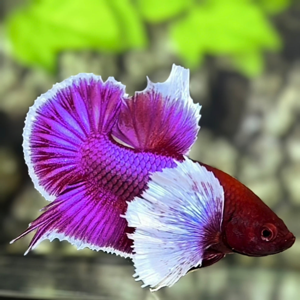 Purple Lavender Dumbo Ears HMPK Betta Fish Male