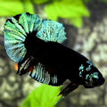 Black Light Green HMPK Betta Fish Male