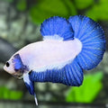 Blue Rim HMPK Betta Fish Male