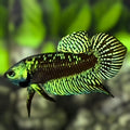 Avatar Alien Super Green HMPK Betta Fish Male