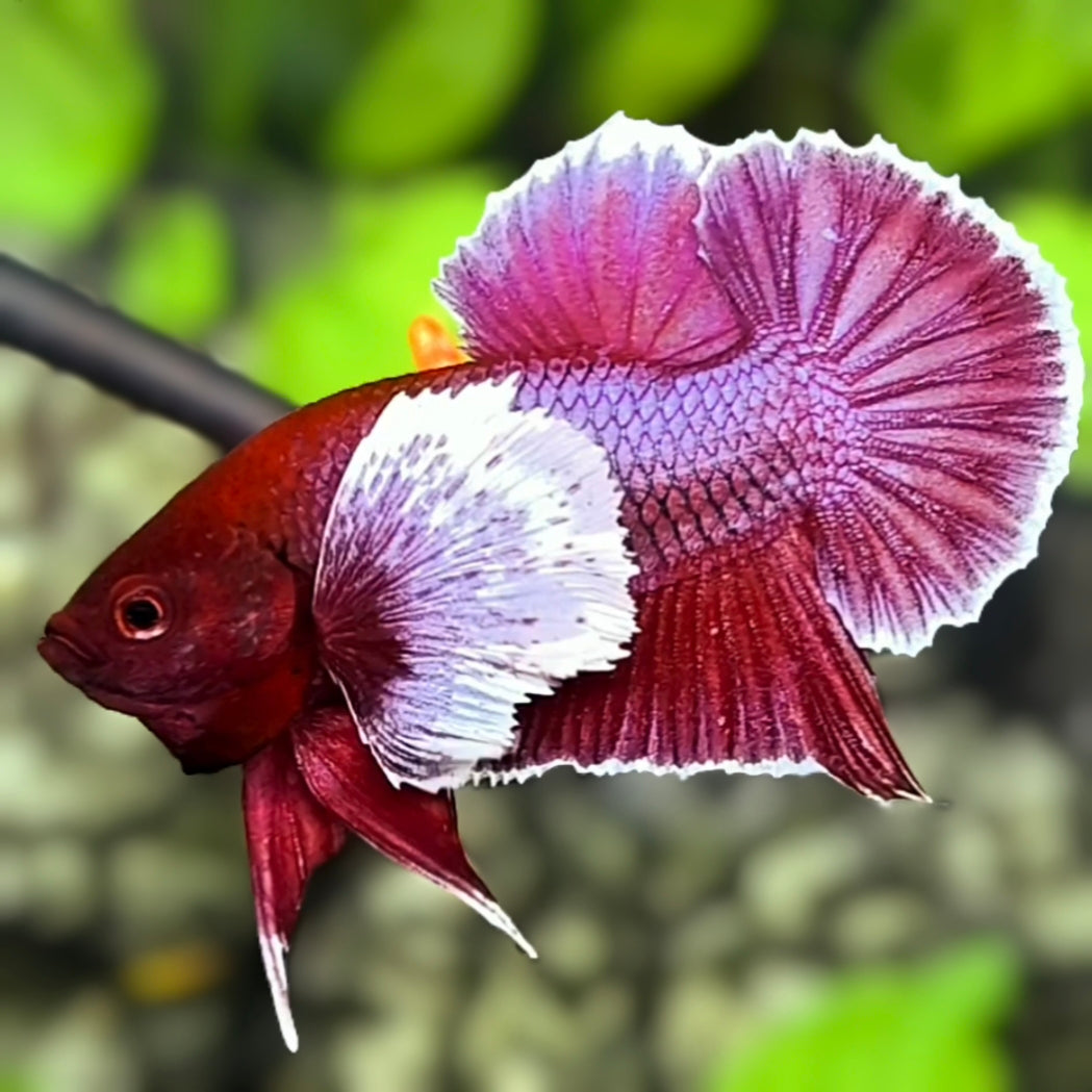 Lavender Dumbo Ears HMPK Betta Fish Male