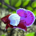 Purple Lavender Dumbo Ears HMPK Betta Fish Male
