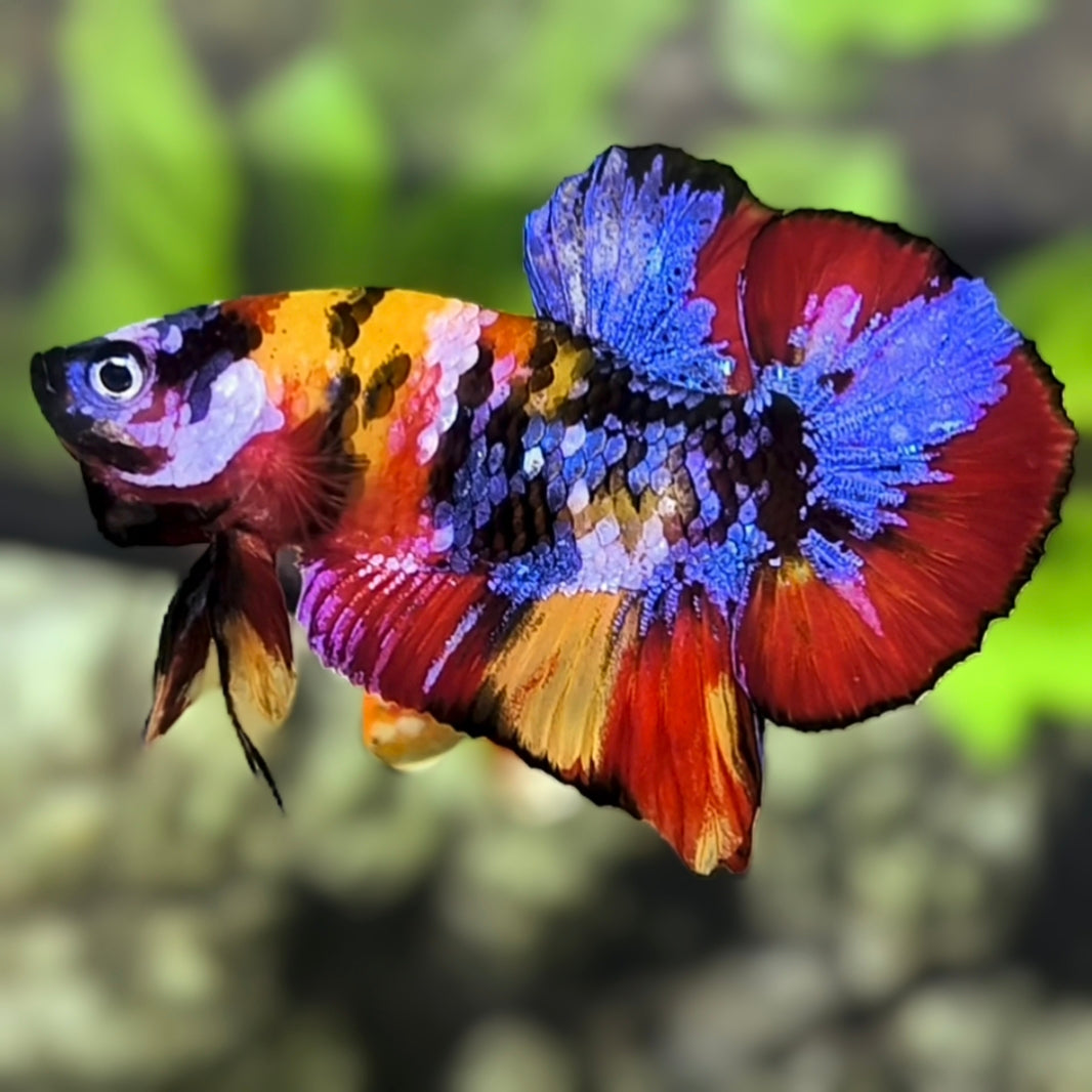 Yellowbase Multicolor Tiger Galaxy HMPK Betta Fish Male