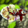 Red Barongsai Gold HMPK Betta Fish Male