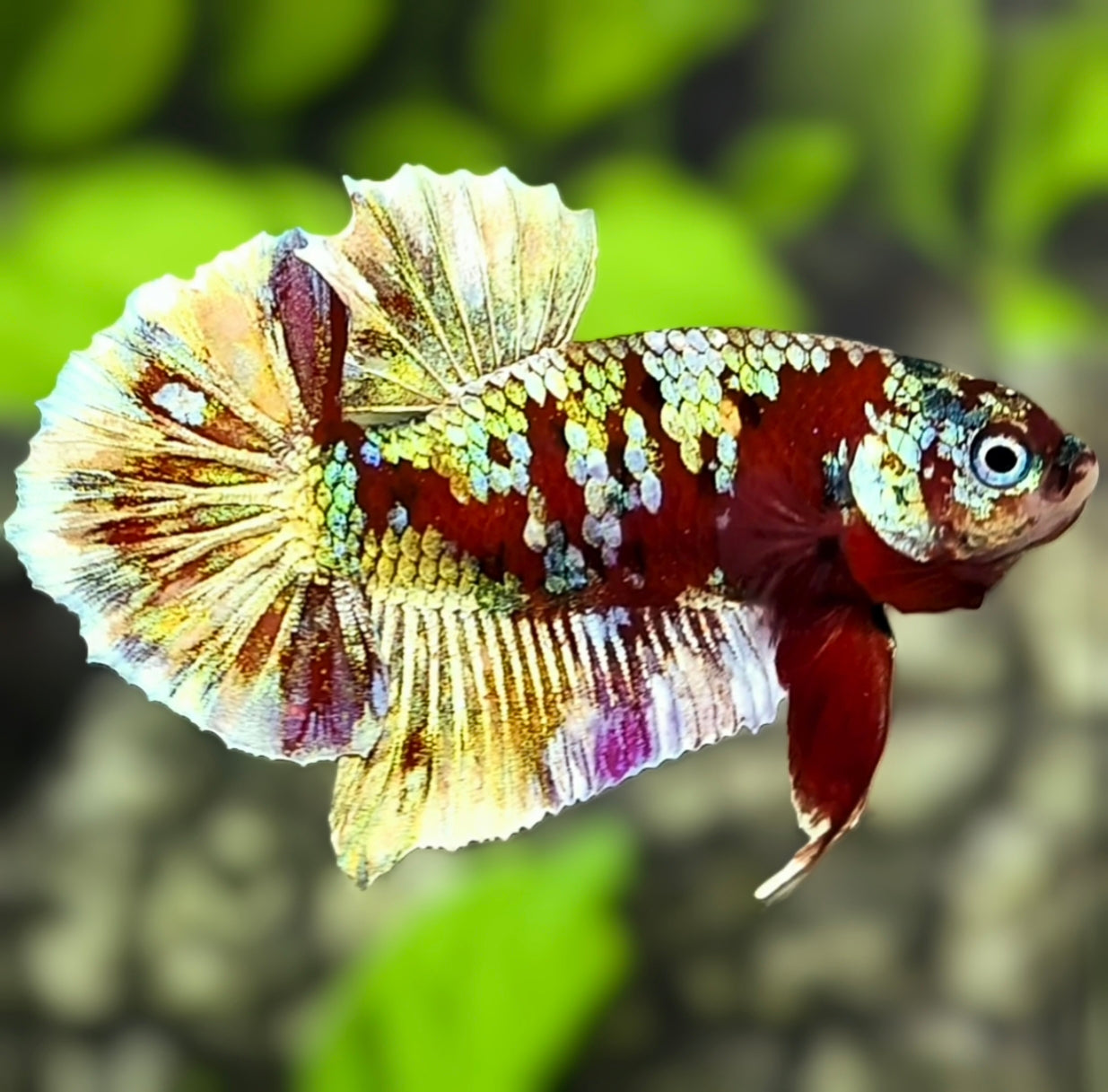 Red Barongsai Gold HMPK Betta Fish Male