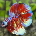 Red Barongsai Galaxy Halfmoon Betta Fish Male