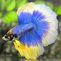 Blue Yellow Butterfly Halfmoon Betta Fish Male