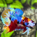 Multicolor Galaxy Over HMPK Betta Fish Male
