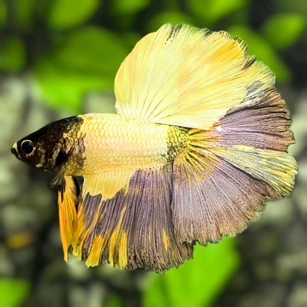 Black Head Copper Gold Fancy Halfmoon Betta Fish Male