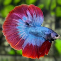 Red Blue Mascot Butterfly Halfmoon Betta Fish Male