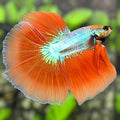 Orange Skyblue Fancy Halfmoon Betta Fish Male