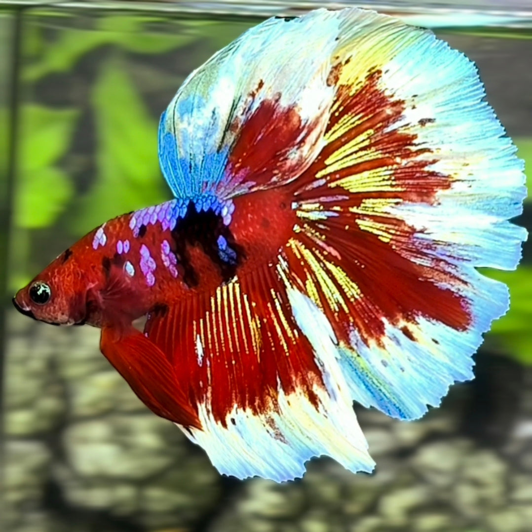 Multicolor Red Barongsai Galaxy Halfmoon Betta Fish Male