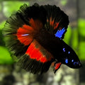 Avatar Blackstar Vampire Double Tail Halfmoon Betta Fish Male