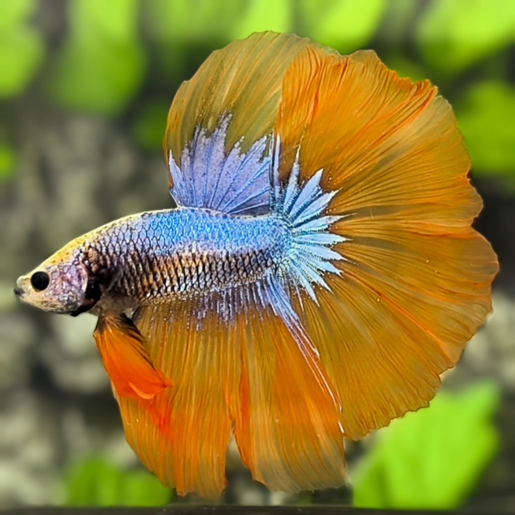 Orange Blue Fancy Halfmoon Betta Fish Male