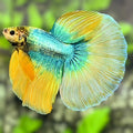 Yellow Turquoise Butterfly Halfmoon Betta Fish Male