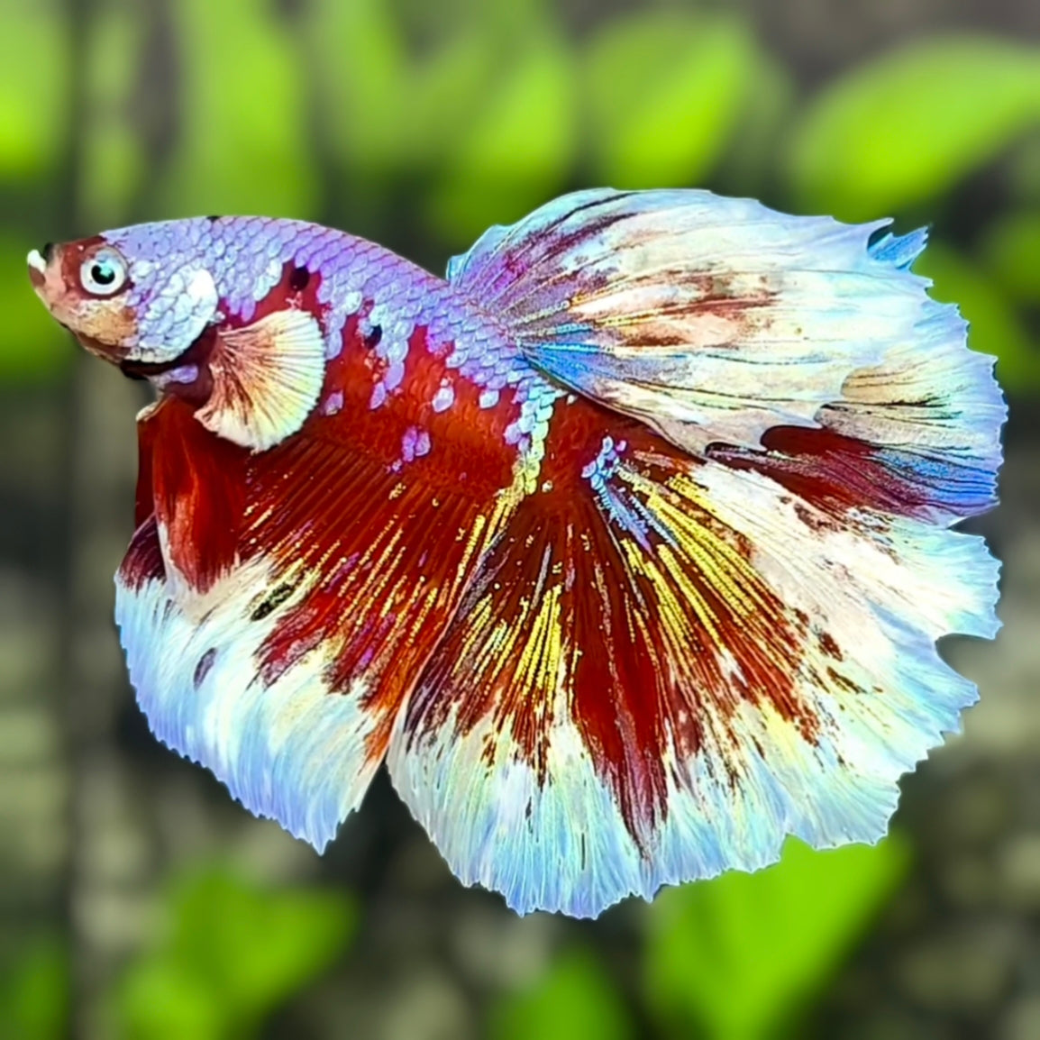 Red Purple Barongsai Halfmoon Betta Fish Male