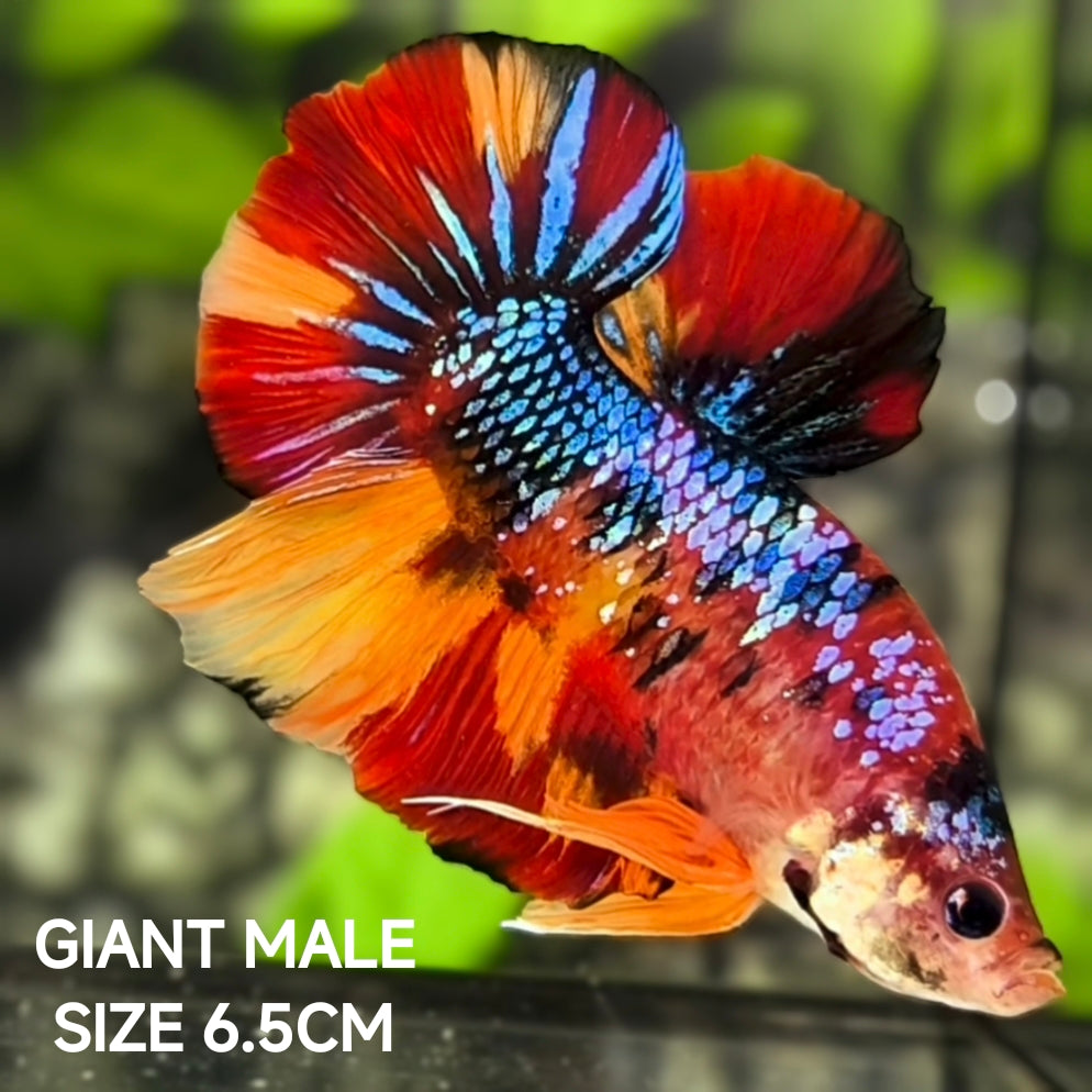 Multicolor Galaxy JUMBO GIANT HMPK Betta Fish Male