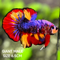 Multicolor Candy JUMBO GIANT HMPK Betta Fish Male
