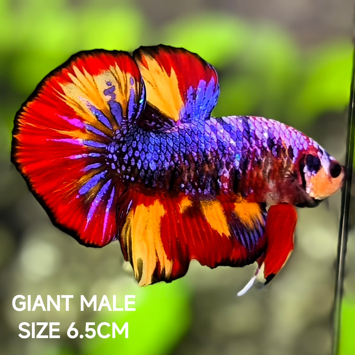 Multicolor Candy JUMBO GIANT HMPK Betta Fish Male