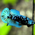 Avatar Blackstar Turquoise HMPK Betta Fish Female For Sorority / Breed