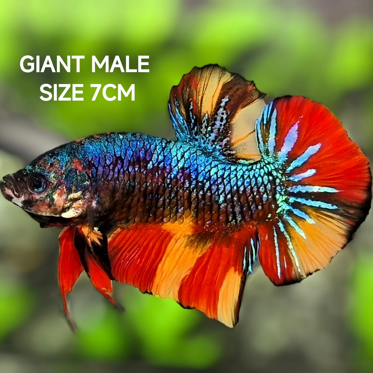 Multicolor Galaxy JUMBO GIANT HMPK Betta Fish Male