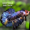 Fancy JUMBO GIANT HMPK Betta Fish Male