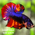Multicolor Black Purple Samurai JUMBO GIANT HMPK Betta Fish Male