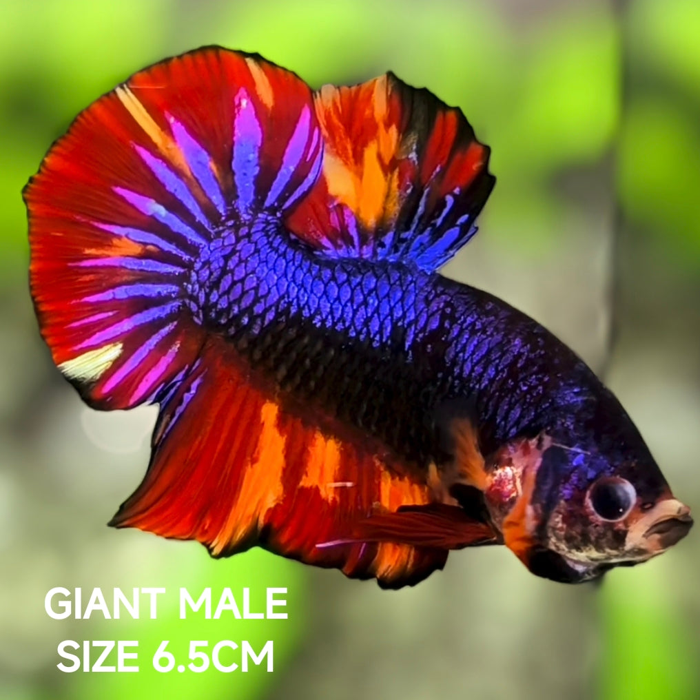 Multicolor Black Purple Samurai JUMBO GIANT HMPK Betta Fish Male